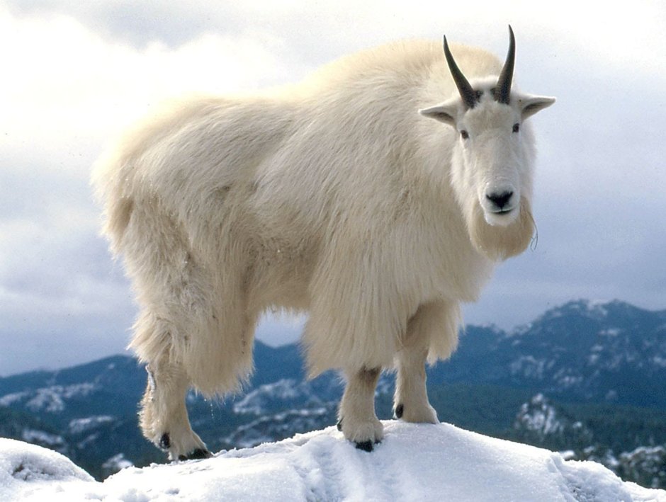 Горный козел Гималаи
