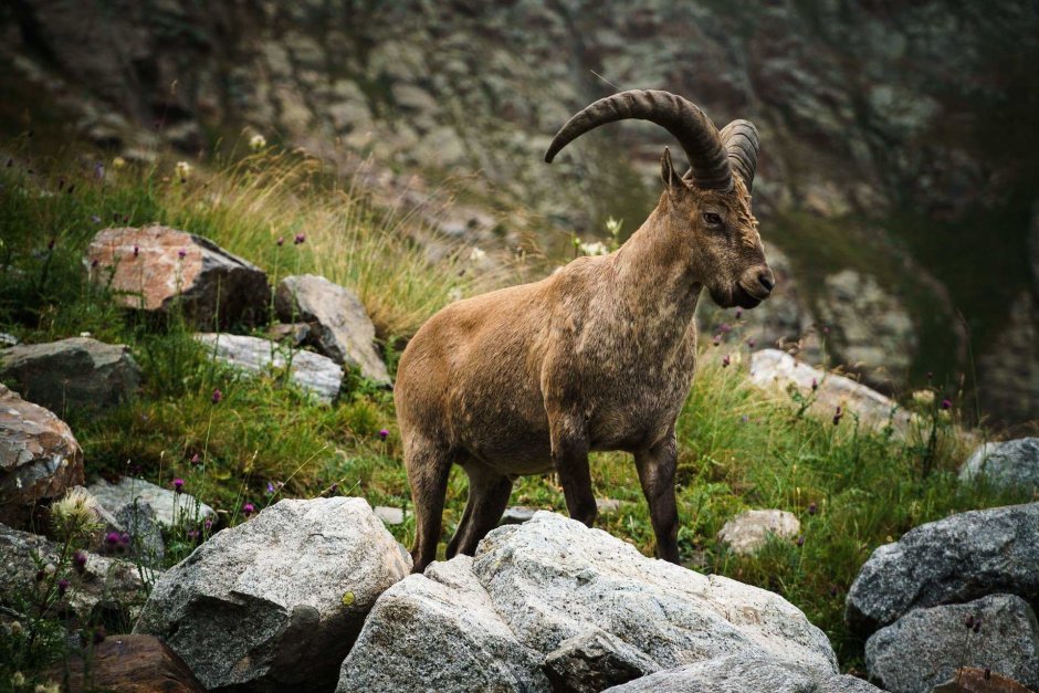 Тоскана козлик