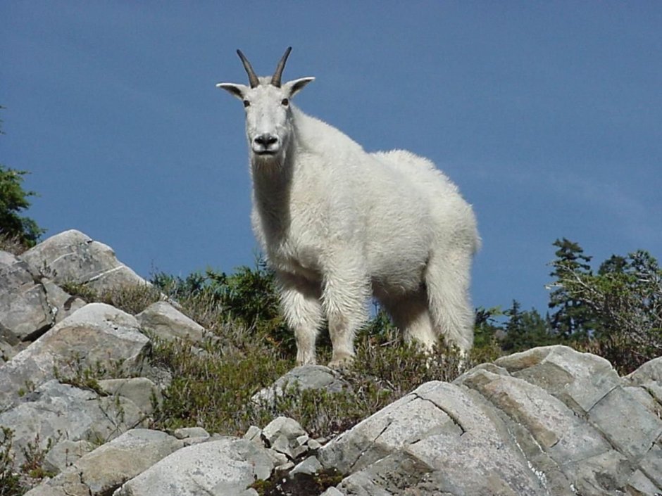 Горная коза Тоскана