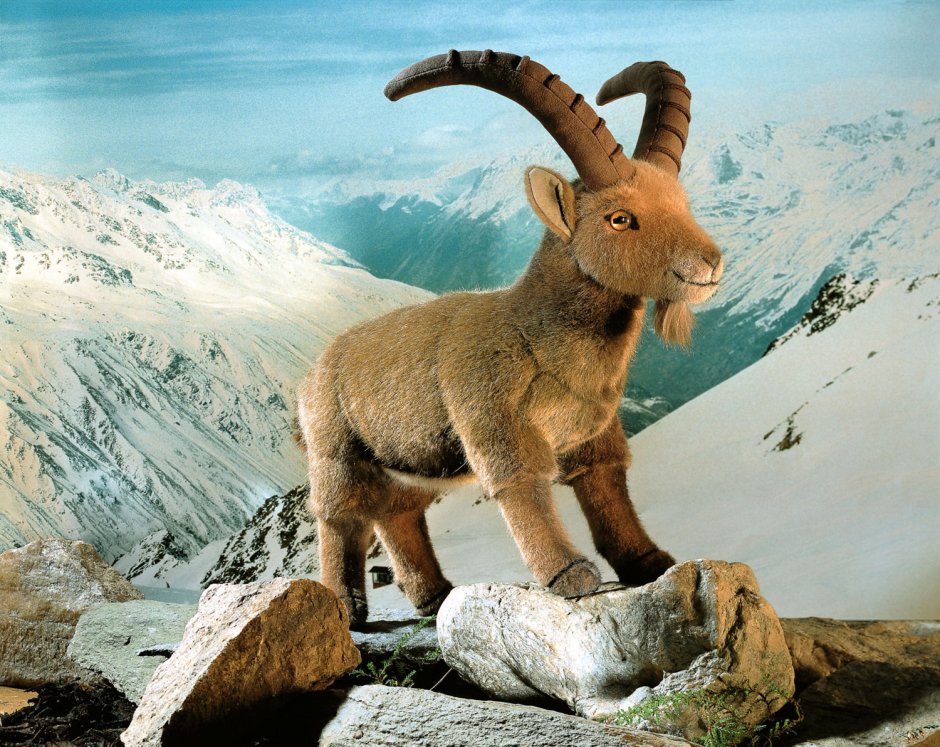 Альпийский горный козел Ибекс