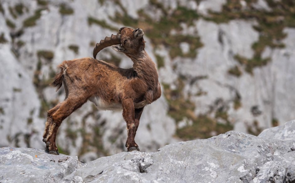 Винторогий горный баран
