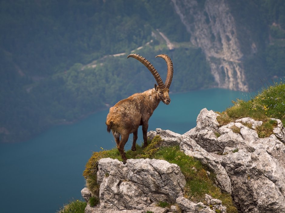 Горный козёл Хорн