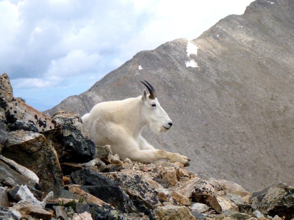 Горный Архар Кавказ