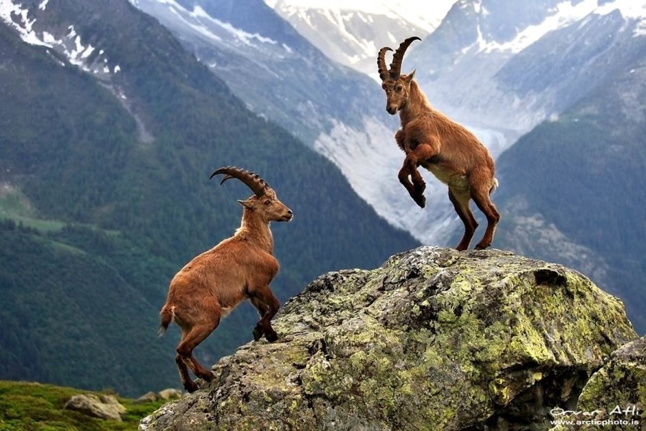 Альпийский Ибекс