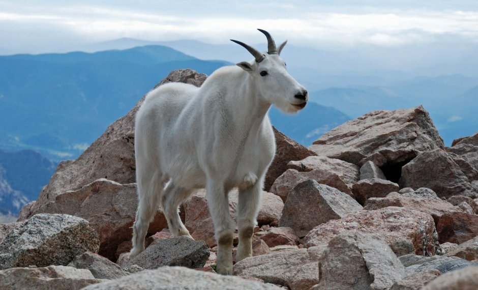 Тебердинский заповедник горный козел