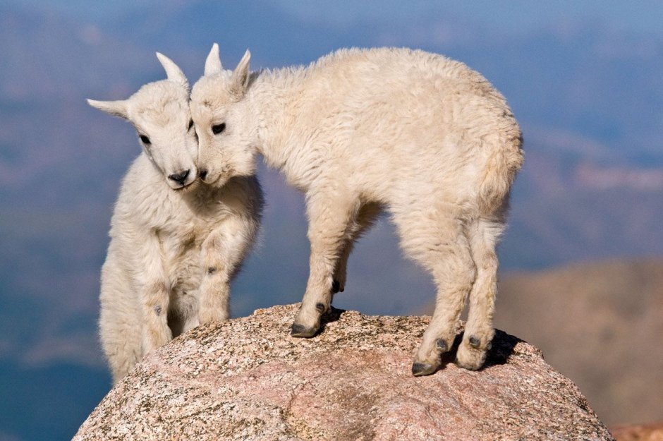 Тебердинский заповедник Серна