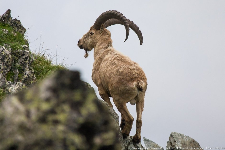 Горный козел Гималаи