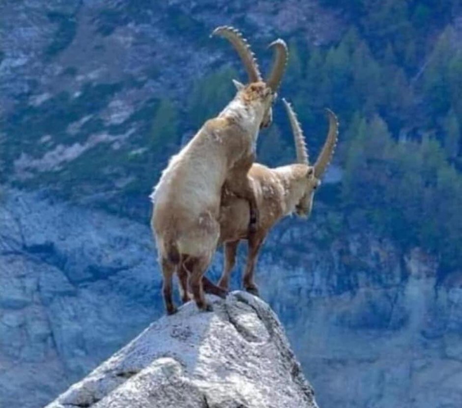 Сайлюгемский Ибекс