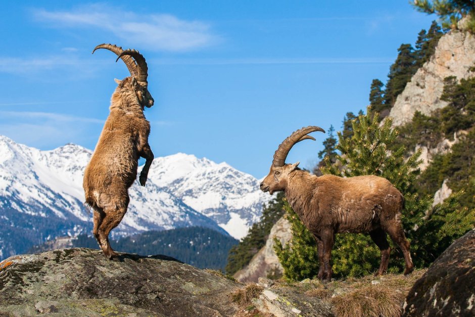 Горный козел Гималаи