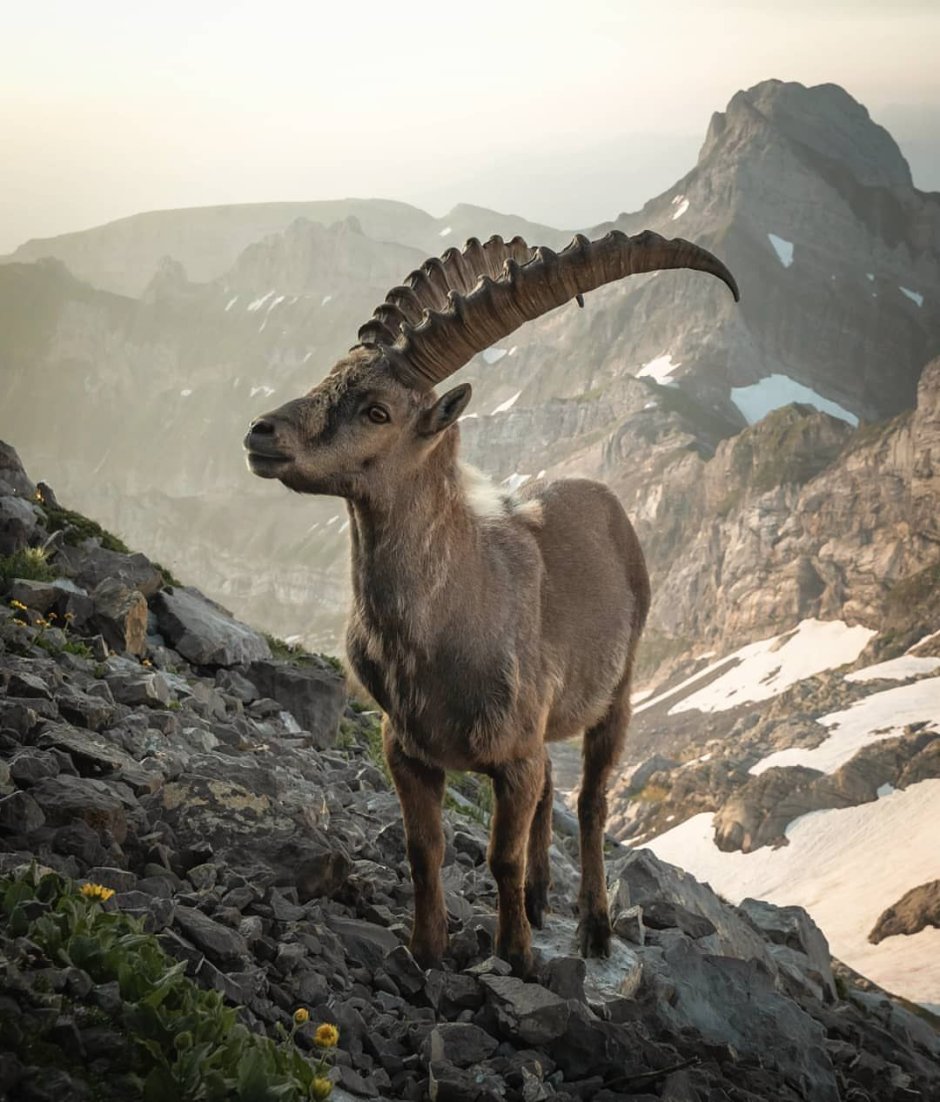Алтайский горный баран аргали