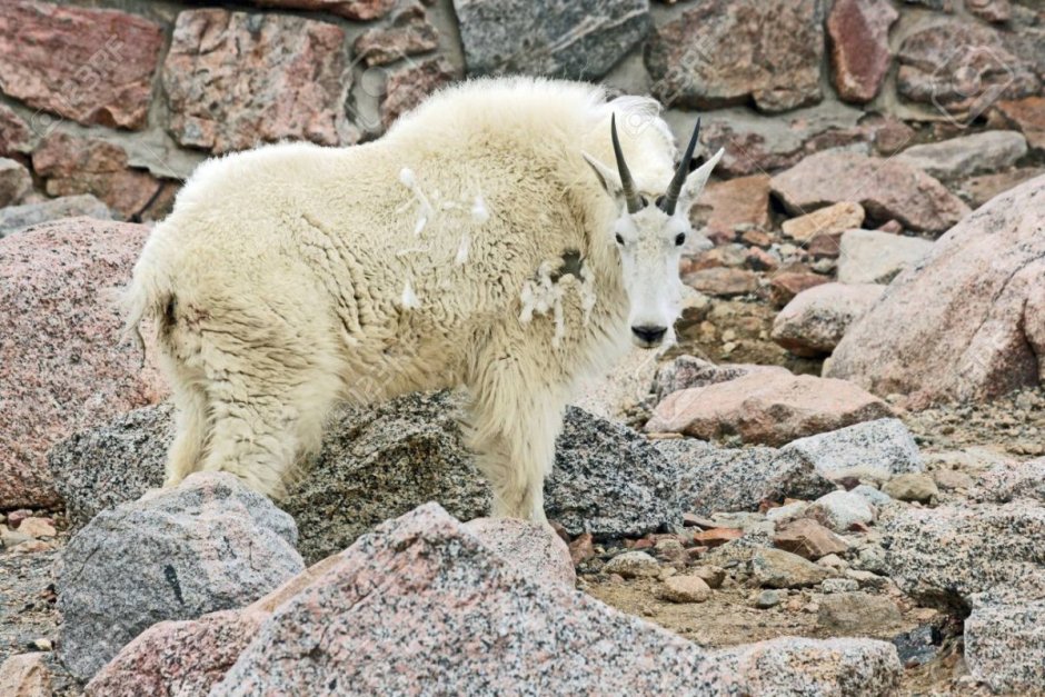 Горный козел Тоскана