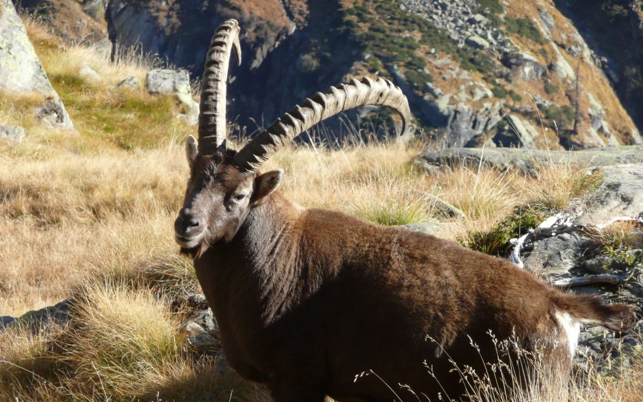 Горный козел скалистых гор
