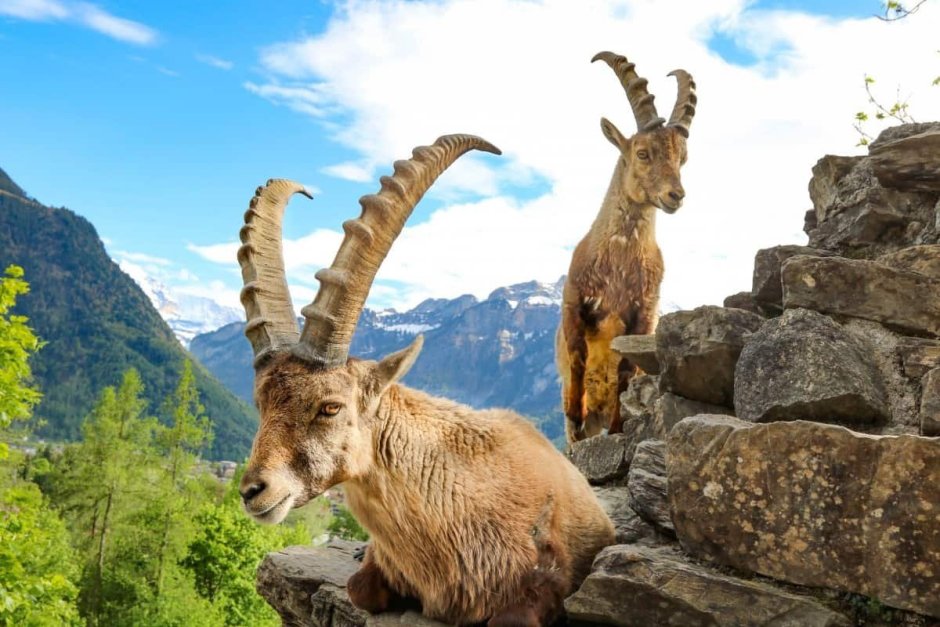 Горный козел в Гран Парадизо Италия
