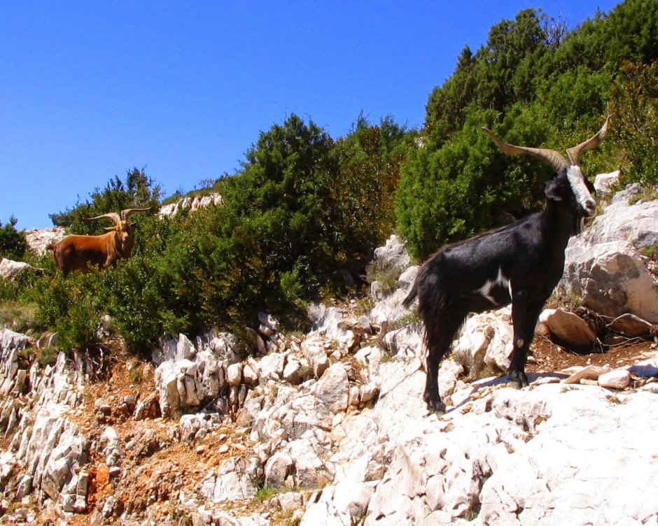 Кавказский безоаровый козел