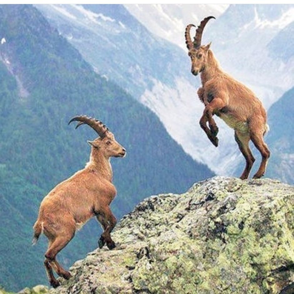 Горные козлы Армения