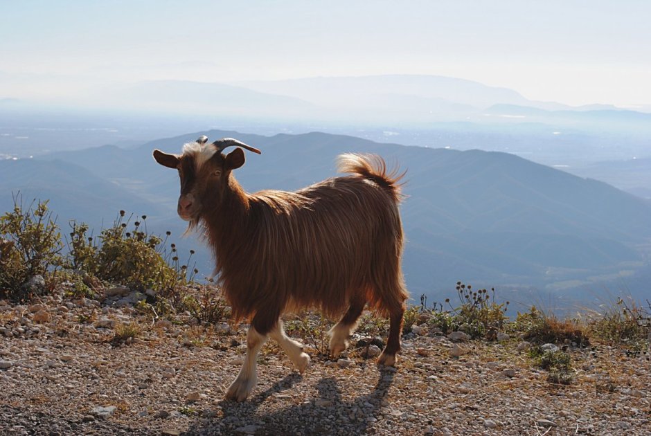 Сибирский горный козел стадо