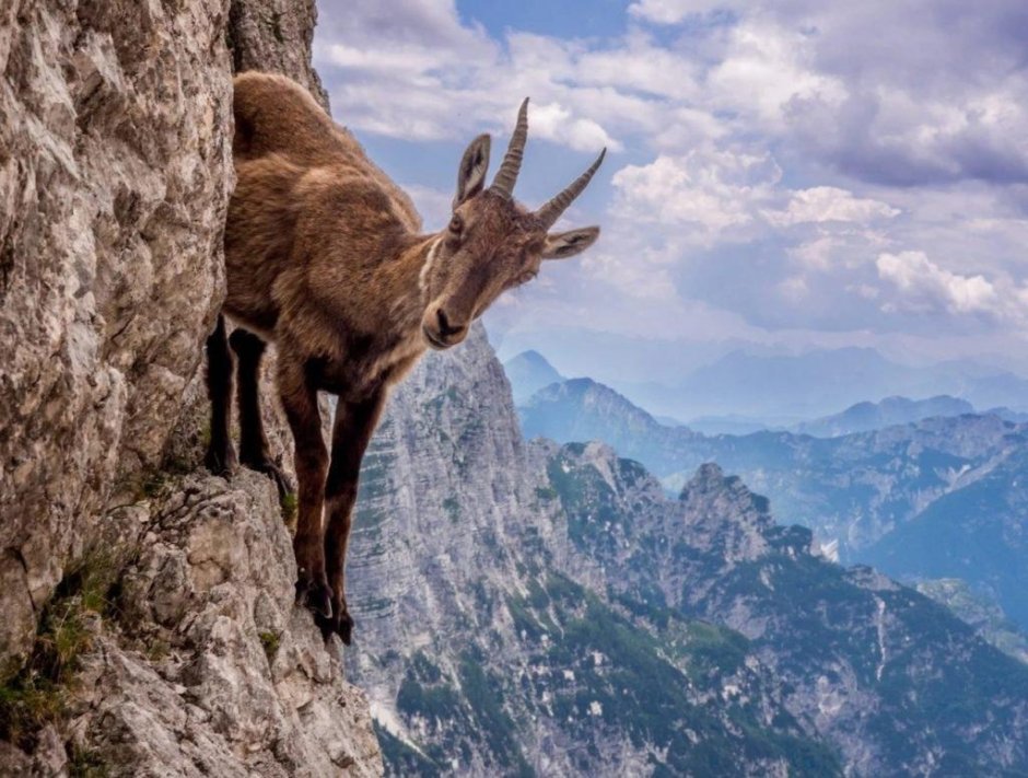 Тян-Шанский горный козел