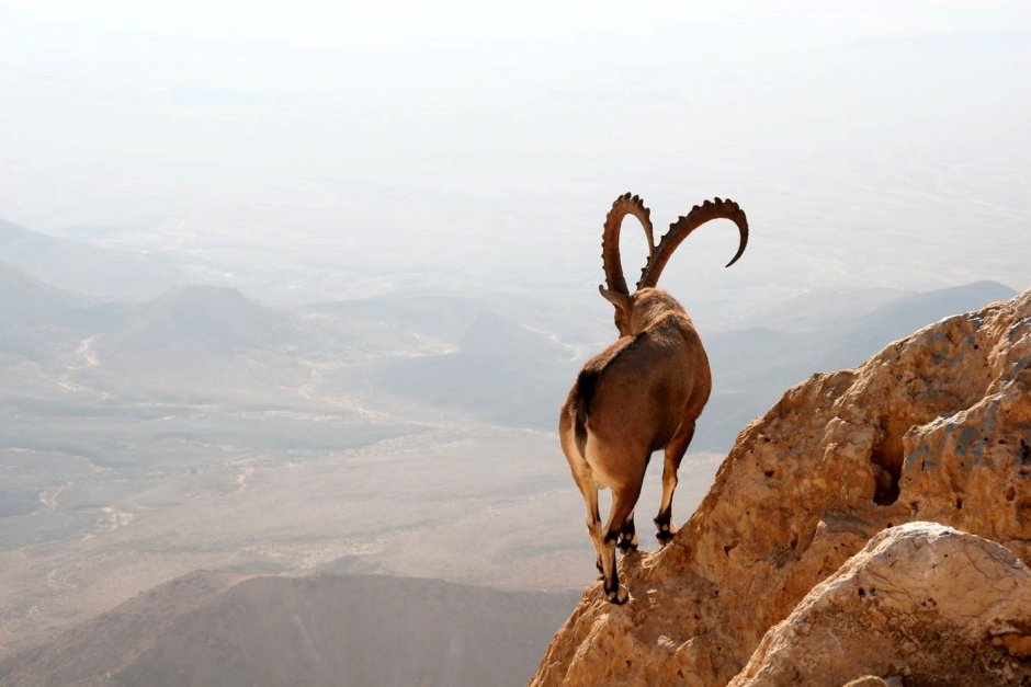 Нуби́йский го́рный козёл