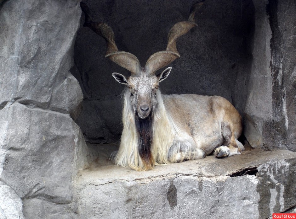 Тоскана коза