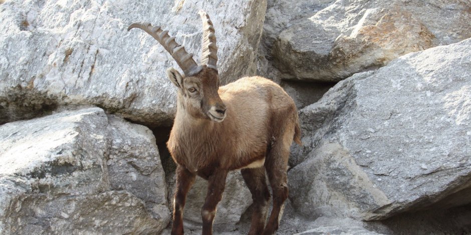 Горный баран на отвесной скале
