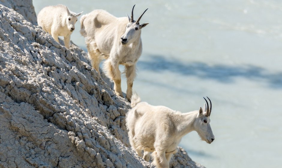 Горная коза с козлят�