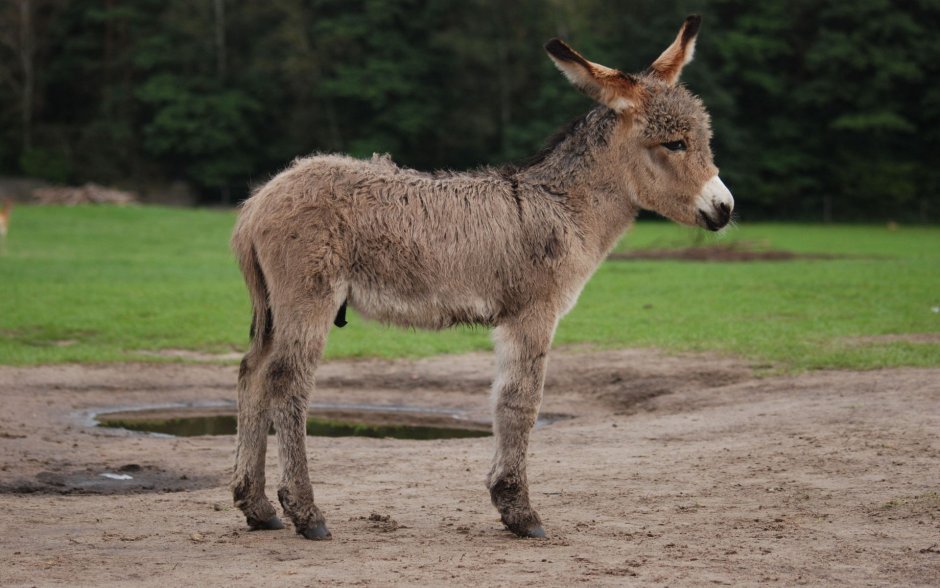 Ослы Equus asinus