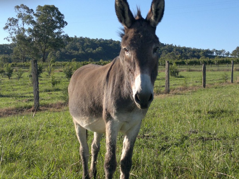 Equus suessenbornensis