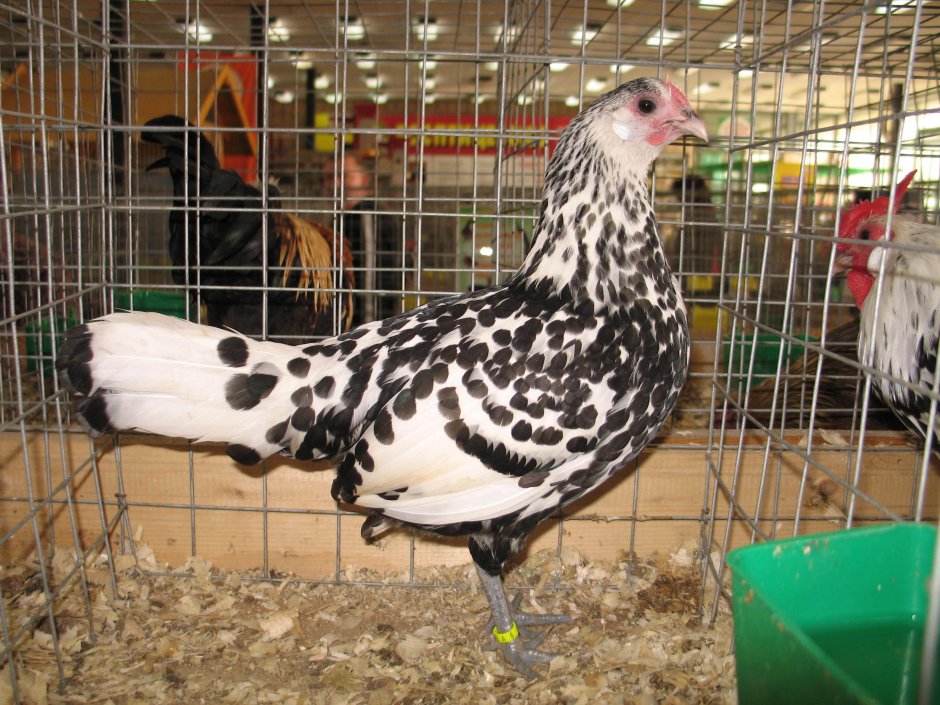 Карликовые гамбургские курочки