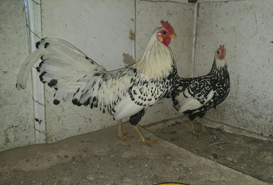 Куры Гамбургский стандарт