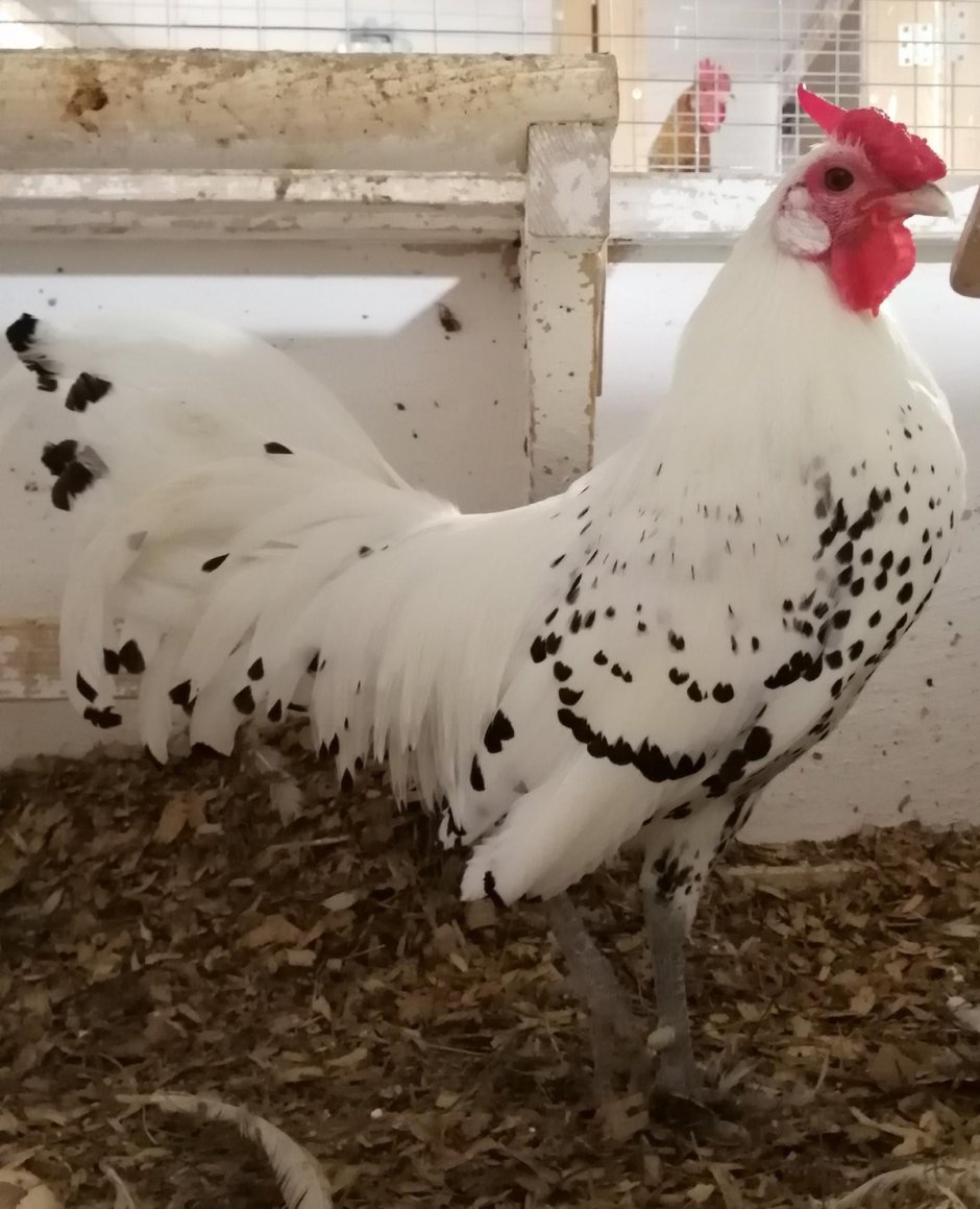 Гамбургские породы кур яйца