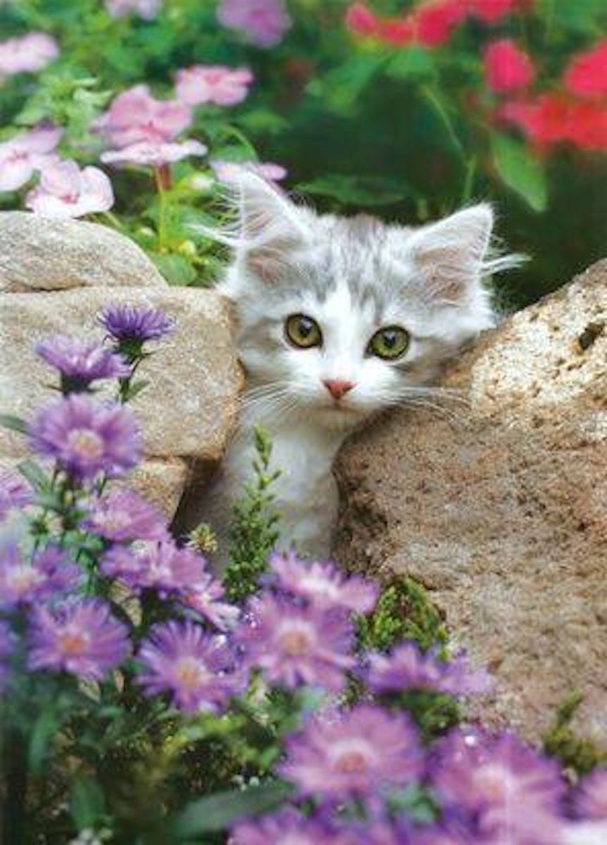 Кошка в цветах