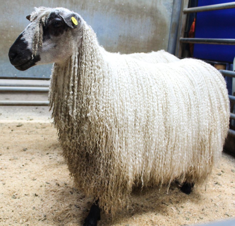Valais Blacknose