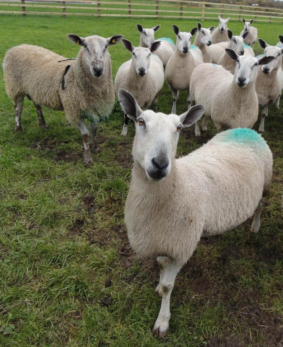 Valais Blacknose Sheep