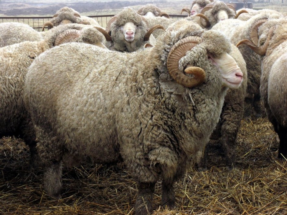 Valais Blacknose Sheep