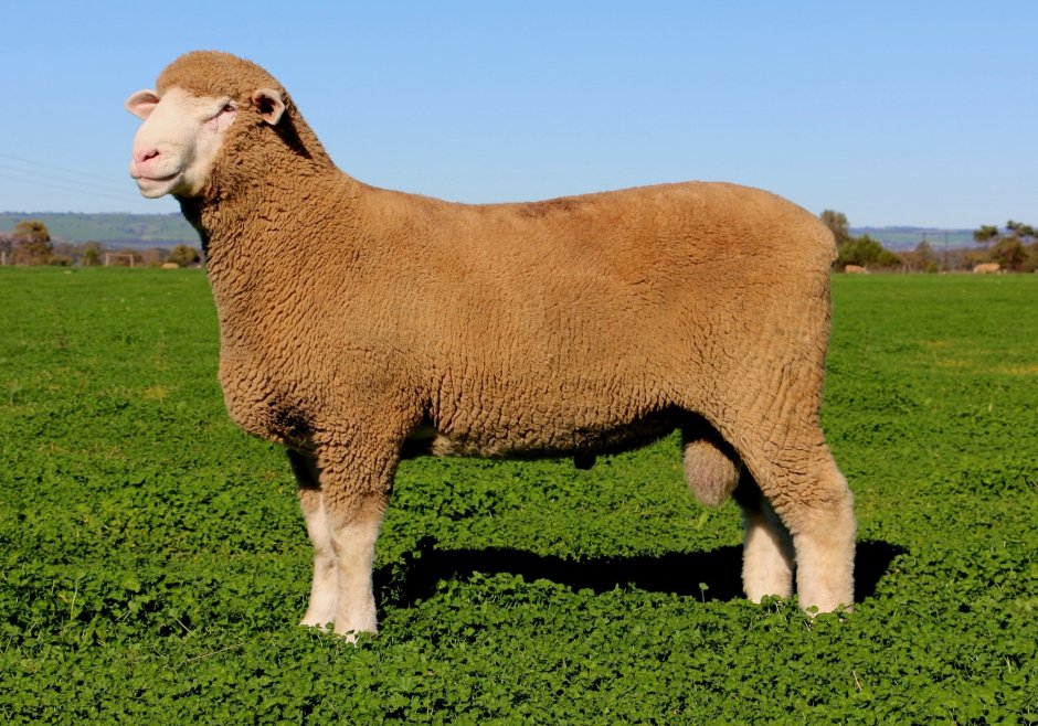 Valais Blacknose Sheep