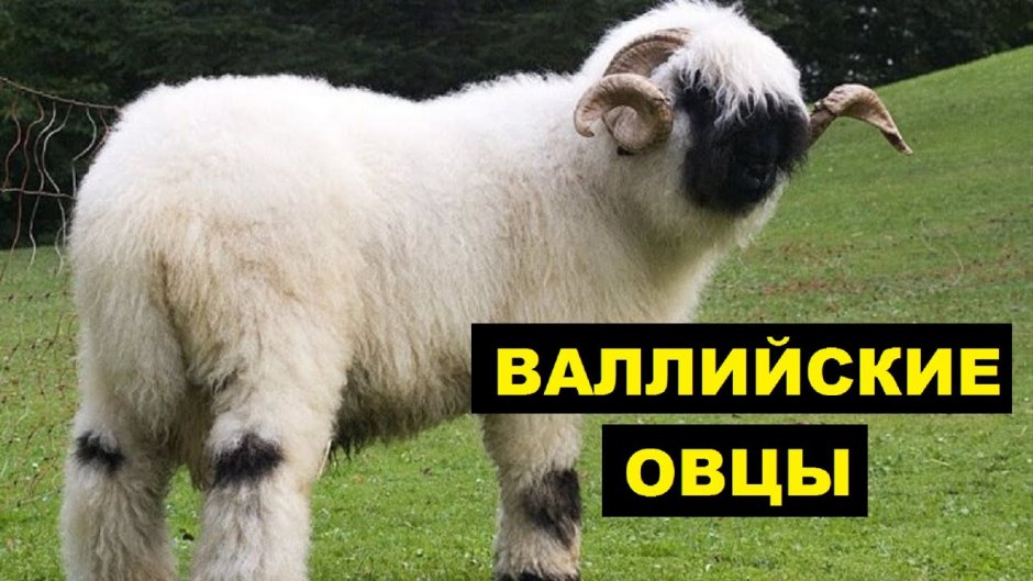 Горноалтайская порода овец