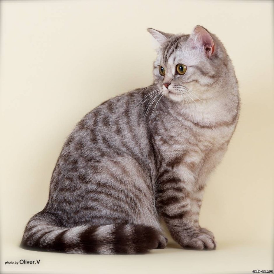 Британская кошка короткошерстная серая п