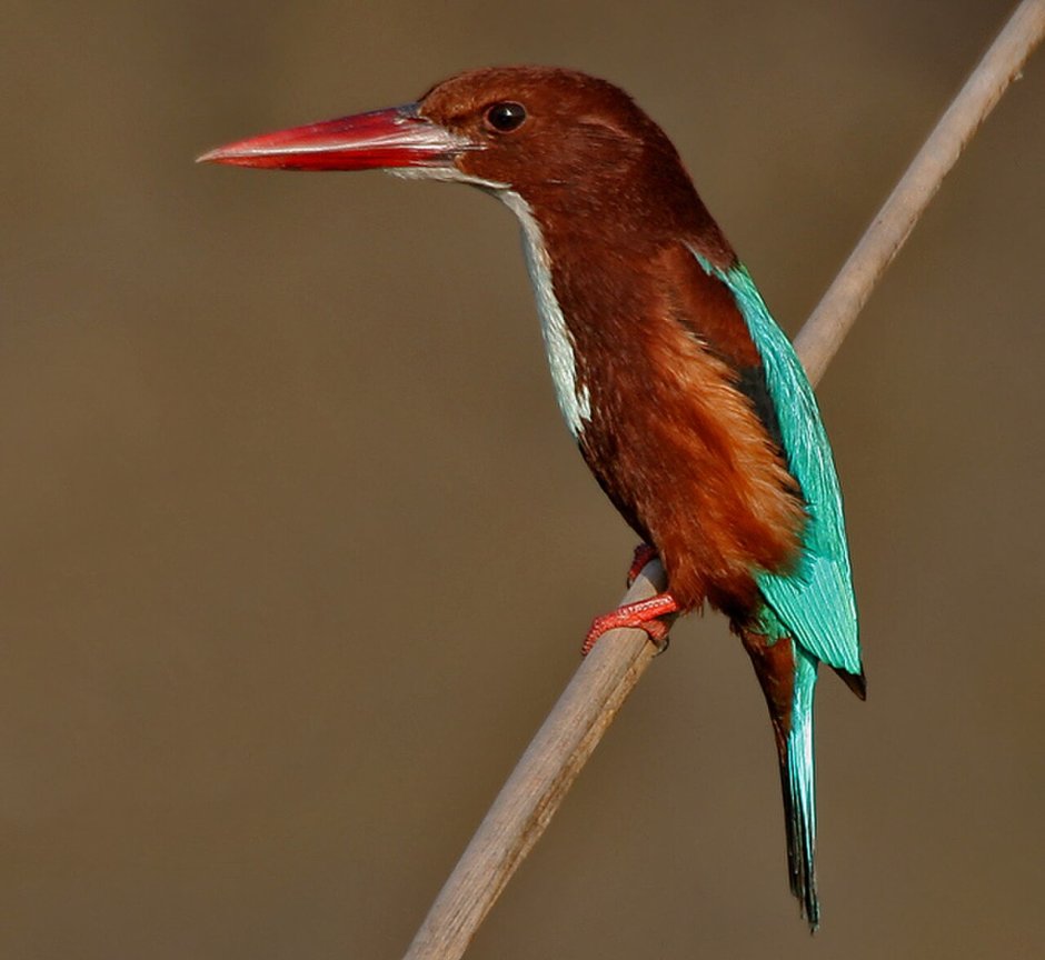 Белоголовая Альциона (Todiramphus saurophagus)