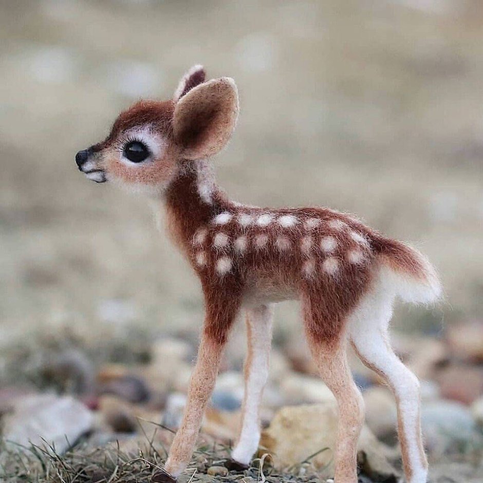 Fawn Reed