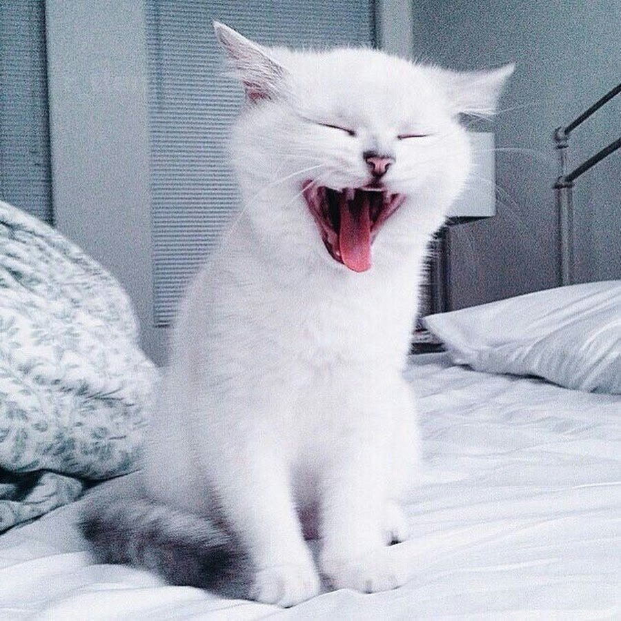 Белый кот зевает