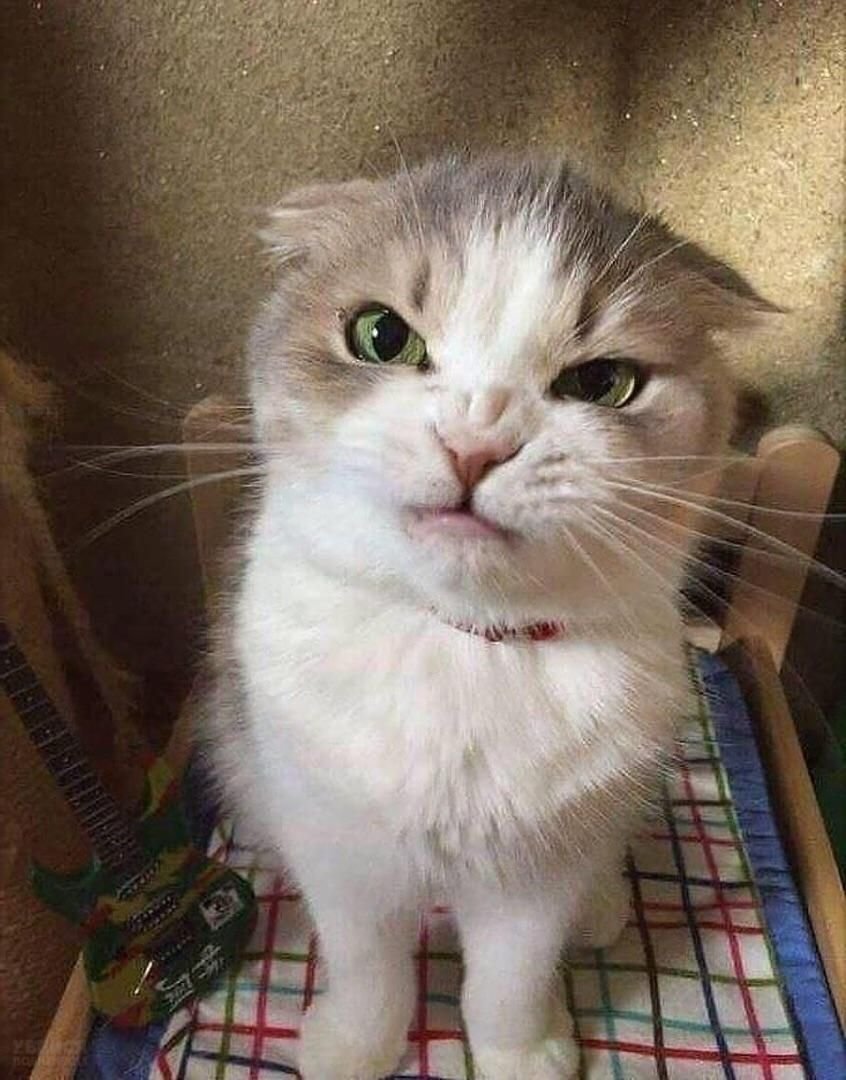 Вредный кот