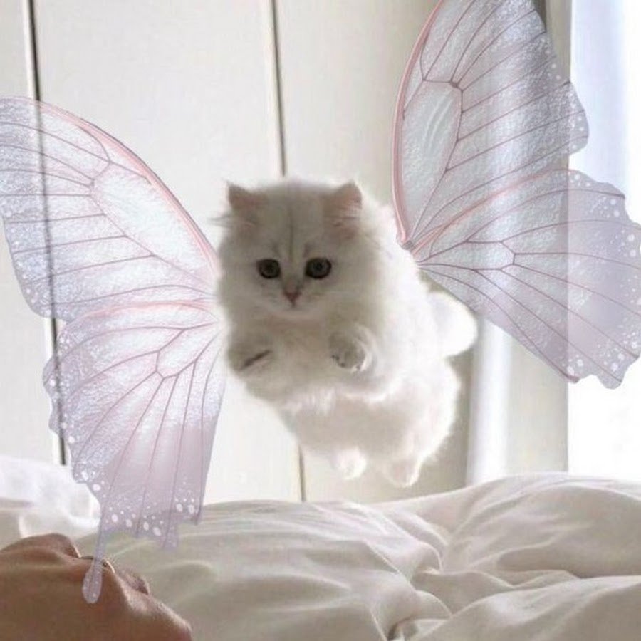 Котики с надписью Кусь