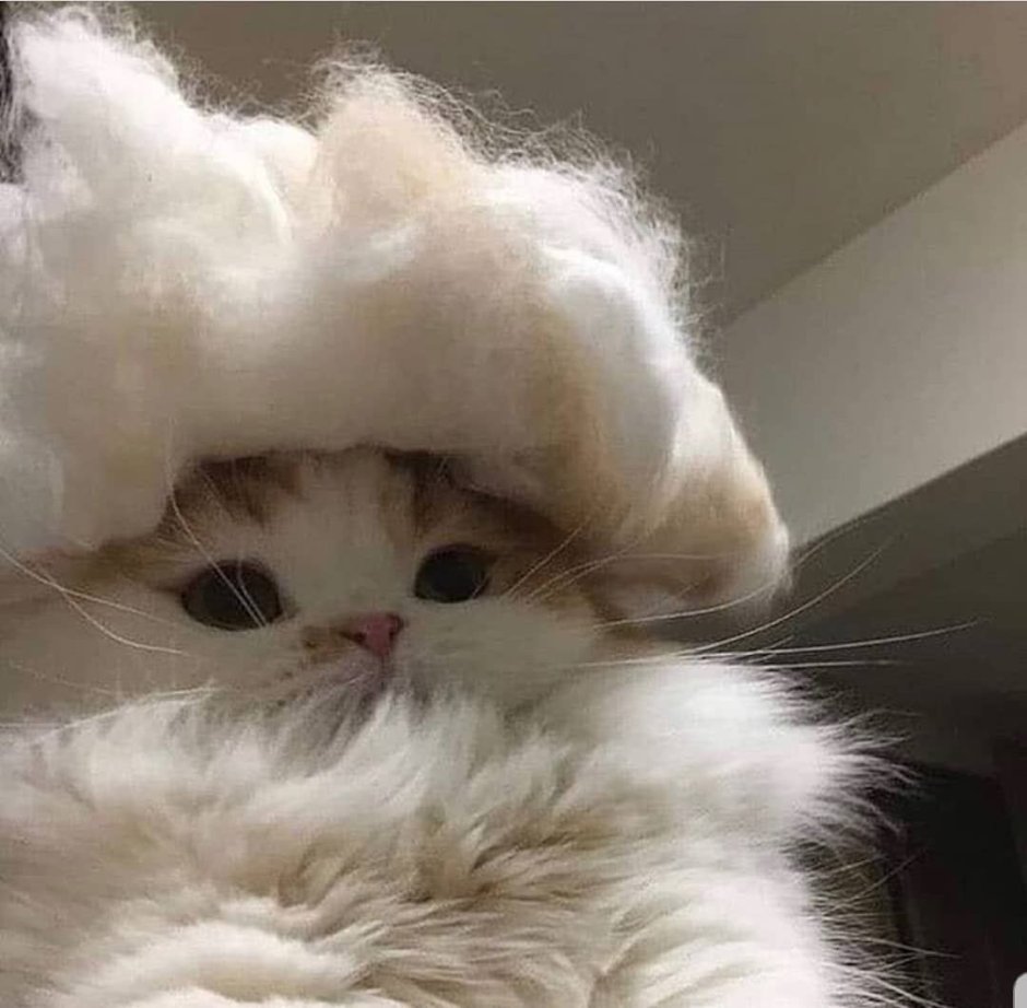 Милые котята Эстетика