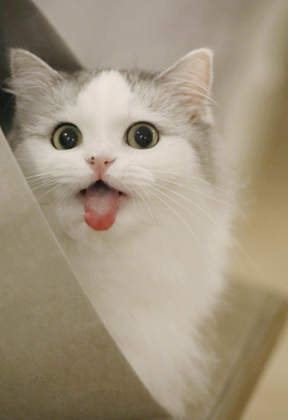 Котенок с языком