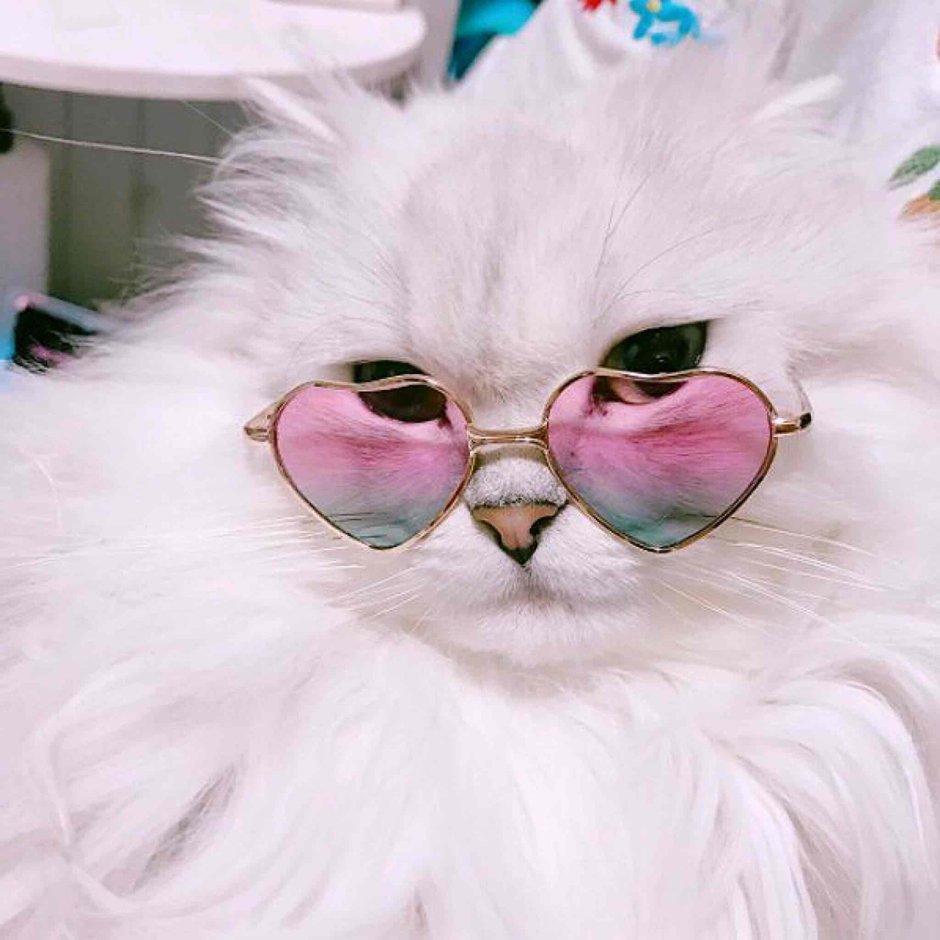 Кошка в розовых очках