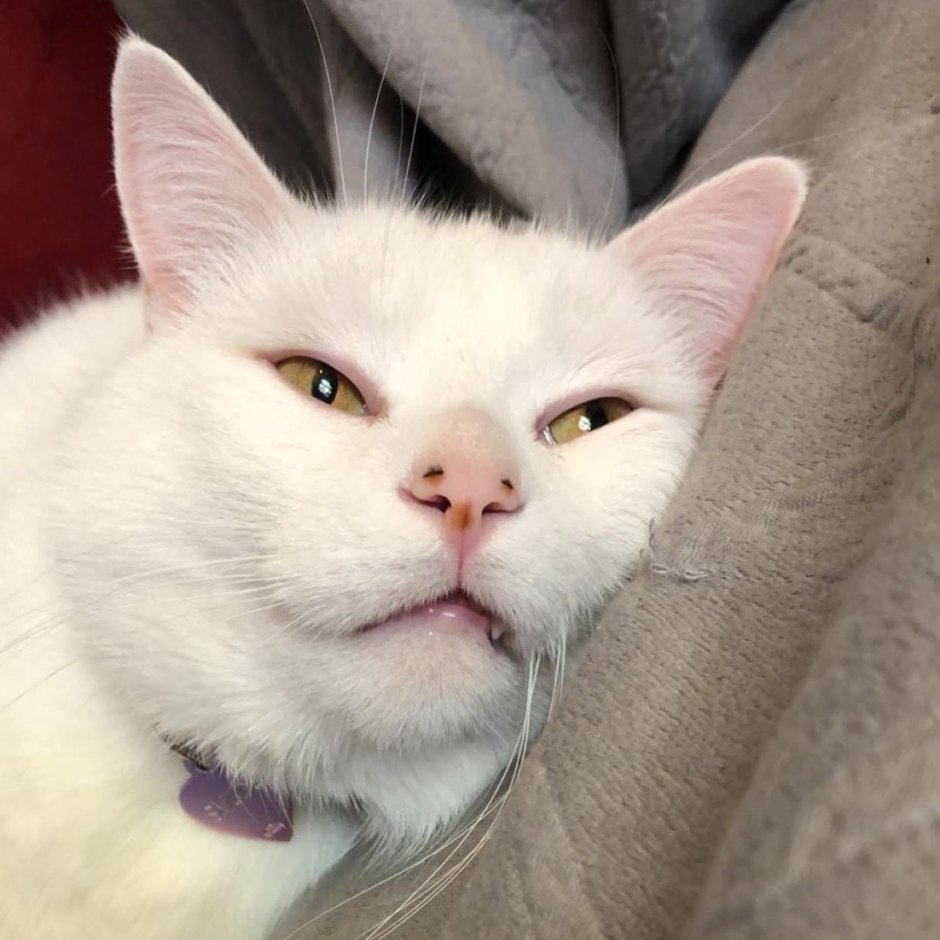 Белый кот Мем