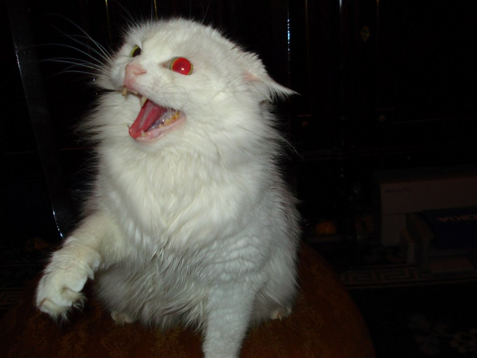 Злой белый кот
