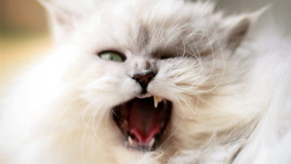 Кот пушистый белый