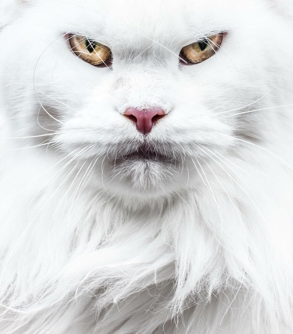 Злой белый котенок