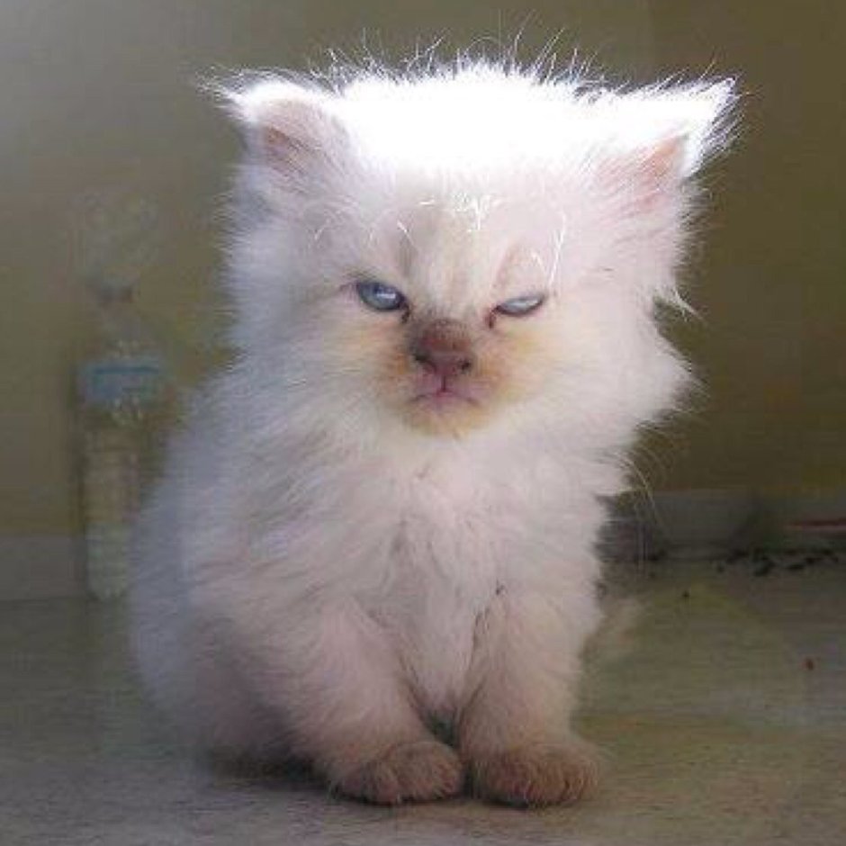 Злой белый котенок